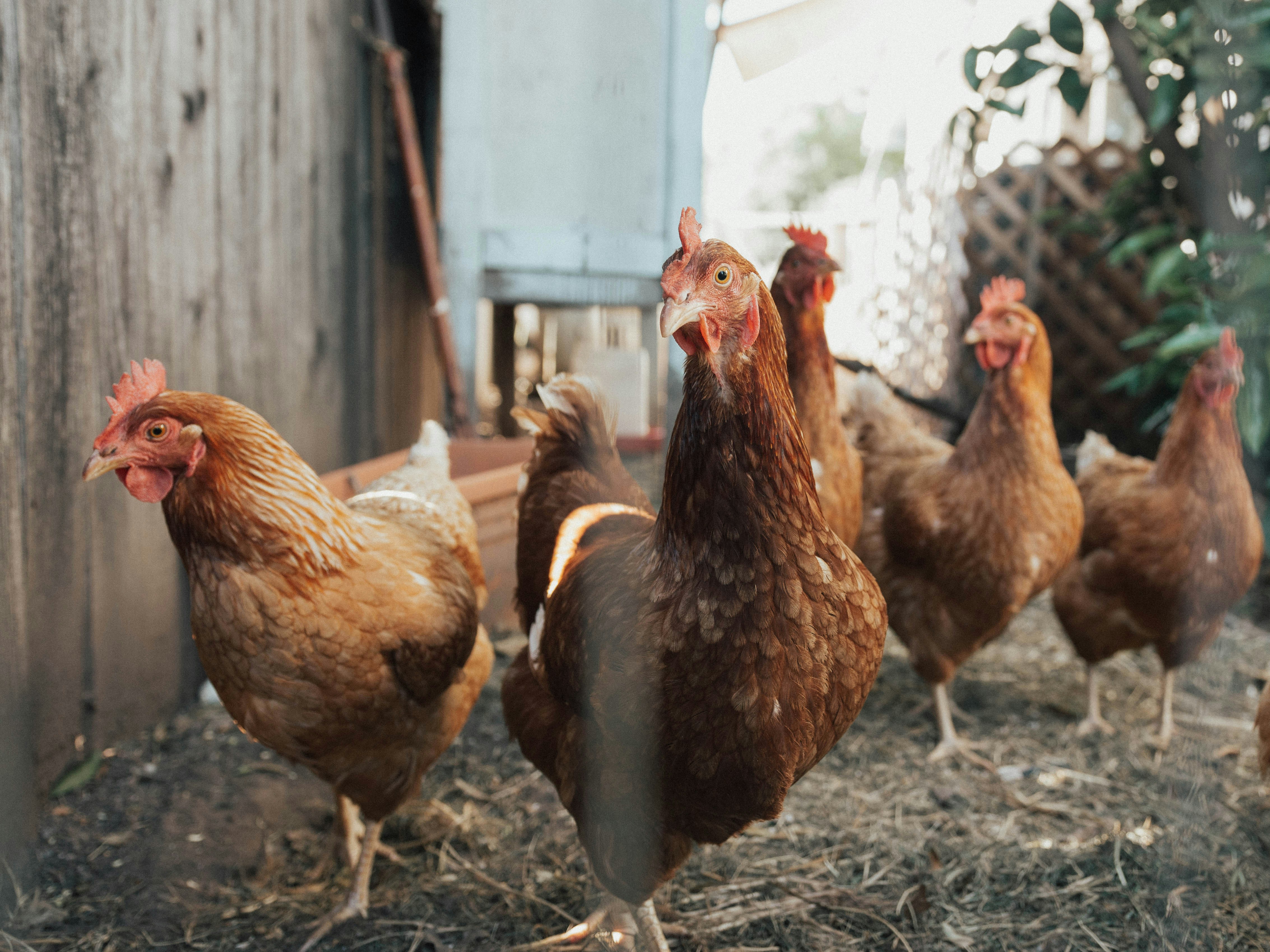 Wimits Veterinary Health Division – poultry medicine
